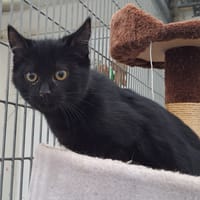 THYM, chat à adopter