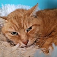 ramses, chat à adopter