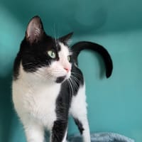 ROCKY, chat à adopter