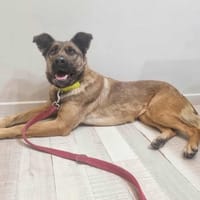 VICKY, chienne à adopter