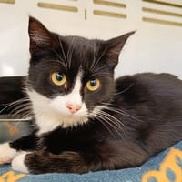 GYPSY, chat à adopter