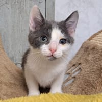 HUTCH, chat à adopter