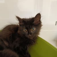 JUNON CTTE, chatte à adopter