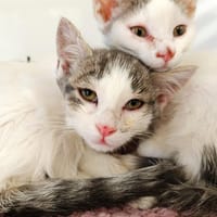 OUCHBA, chatte à adopter