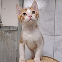 STARSKY, chat à adopter