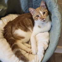 BALOO, chat à adopter