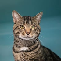 HANNIBAL HAB17429, chat à adopter