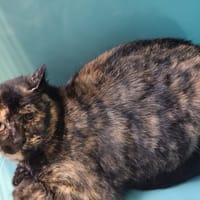 Thalie, chatte à adopter