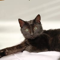 MOKA, chat à adopter
