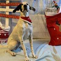 TANIA, chienne à adopter