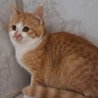 PERSIL, chat à adopter