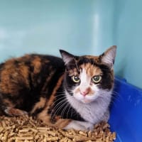 WENDY, chatte à adopter