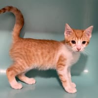 CHUCK, chat à adopter