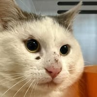 OSLO, chat à adopter