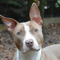 ABRICOT CHAO, chienne à adopter