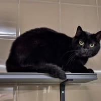 WAKA, chatte à adopter