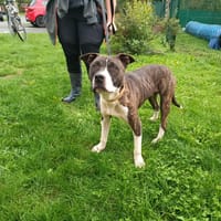 MILO ex APPOLLO PAA24022, chien à adopter