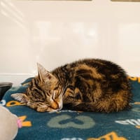 MACHU, chatte à adopter