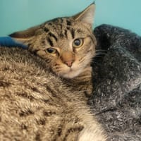 PETER, chat à adopter