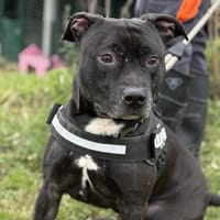 BENE, chien à adopter