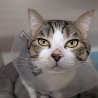 SMOKEY (réservé) A17218, chat à adopter