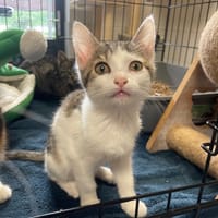 APRIL, chatte à adopter