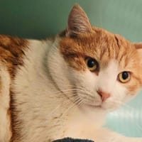 PASTAGA, chat à adopter