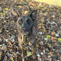 VOICE OAA19894, chienne à adopter