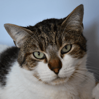 Camel, chat à adopter