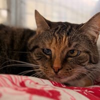 MOKA dit Pink, chatte à adopter