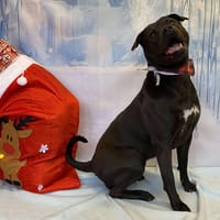 LOLA, chienne à adopter