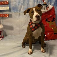 ALBA, chienne à adopter