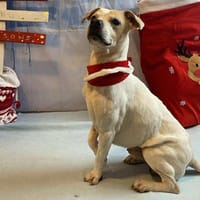 OWHITE, chien à adopter