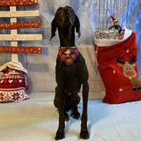 TINA, chienne à adopter