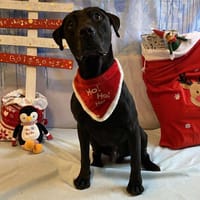 DOST, chien à adopter