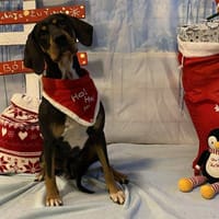 ULANE, chienne à adopter