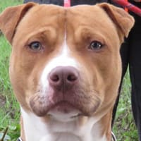 COOPER, chien à adopter