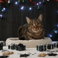 LOVE CHA18657, chatte à adopter