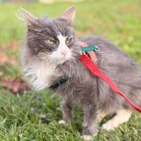 LUCIOLE, chatte à adopter