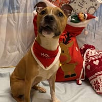 RUBY, chienne à adopter