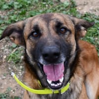 Rocky, chien à adopter