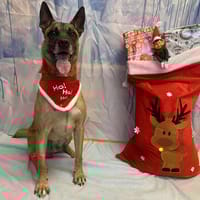 SKY, chien à adopter