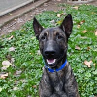 Kari, chien à adopter