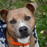 Pifou, chien à adopter