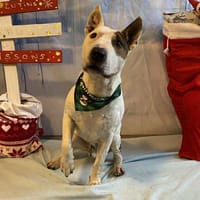 RONDOUDOU, chien à adopter