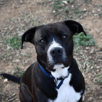 Bounty, chien à adopter