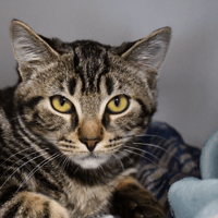 THEO, chat à adopter