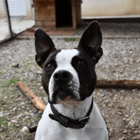 SCARLA, chienne à adopter