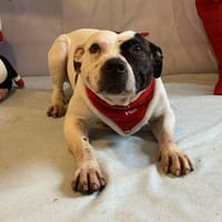 EVE, chienne à adopter