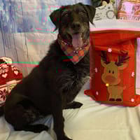 HOPE, chienne à adopter